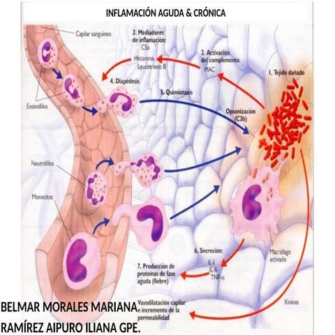 320545696-INFLAMACION-AGUDA-CRONICA2.pptx