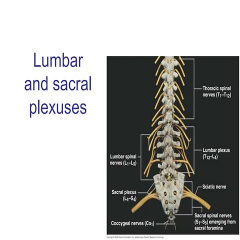 Lumbar and sacral plexus