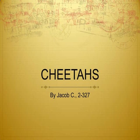 327 cheetahs
