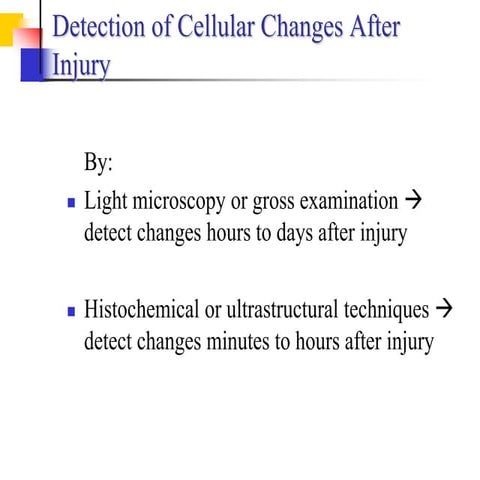  forms and morphology of cell injury
