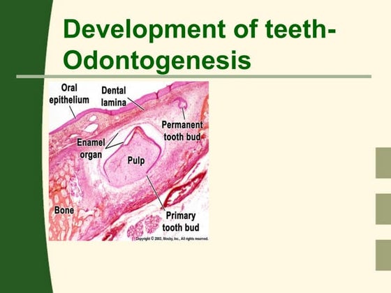 Teeth Development, Structure & Types.pptx