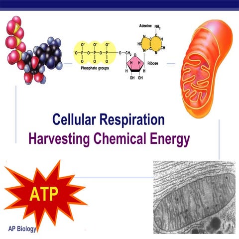 33 ch09respiration12008