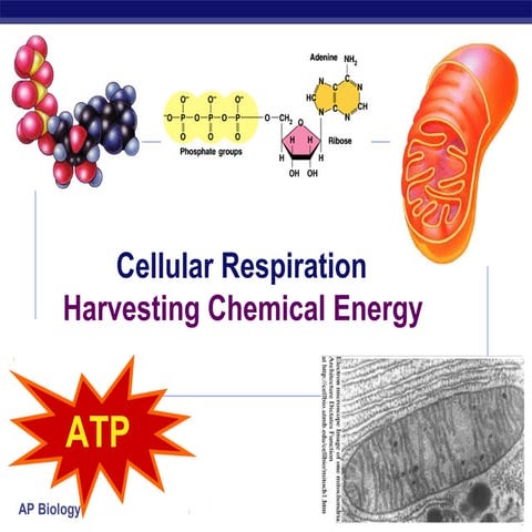 33 ch09respiration12008