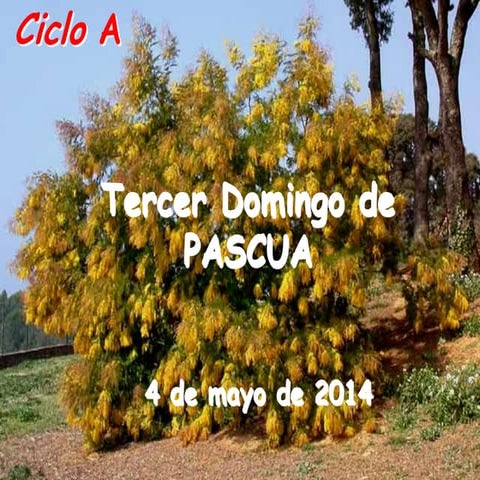 DOMINGO TERCERO DE PASCUA. CICLO A. DIA 4 DE MAYO DEL 2014. PPS