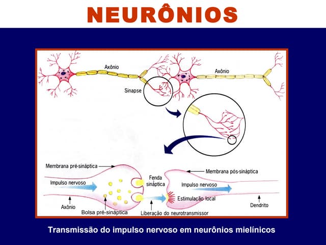 Impulso Nervoso