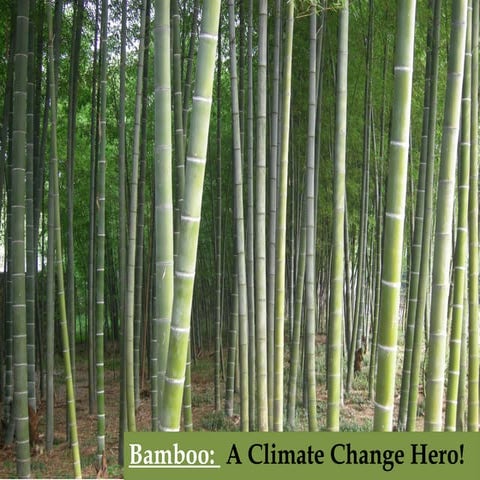 Charlotte O'Brien - BioBamboo: An Example of Eco-Restoration