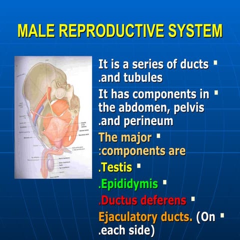 36-MALE GENITAL ORGANS for your better notes