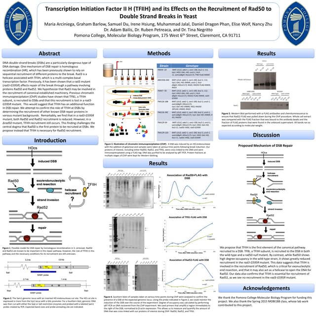 Molecular Biology Lab Poster PDF