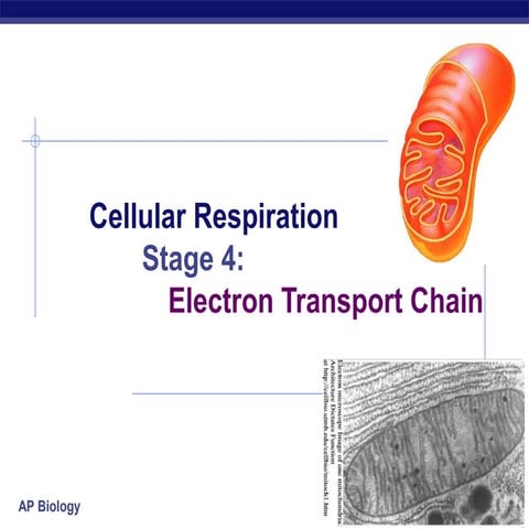 36 ch09respiration42008