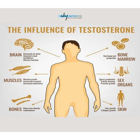 The Influence of Testosterone | How It Affects the Body | PDF