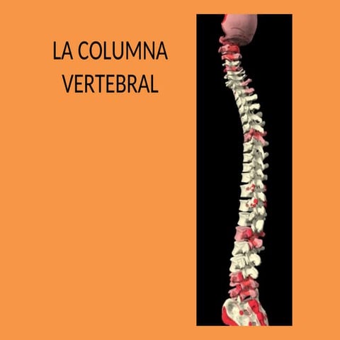 Anatomía de columna vertebral | PPTX