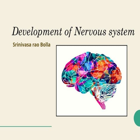 37 Development of the nervous system.pptx