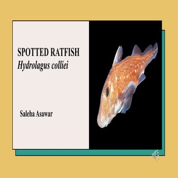 38. spotted ratfish, economic importancepdf | PDF