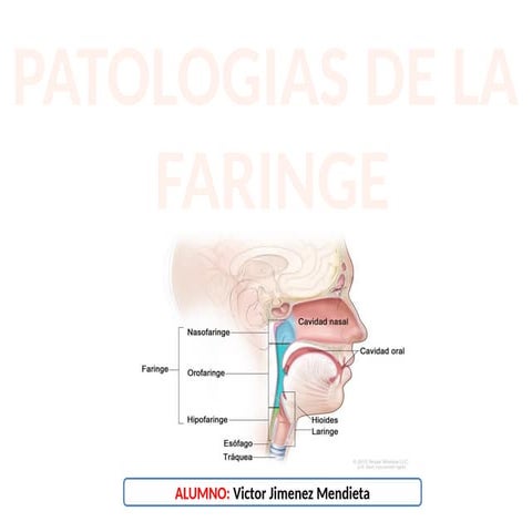 EVALUACIÓN RINOFARINGEA EN TELERADIOGRAFÍA LATERAL DE CRANEO | PPT