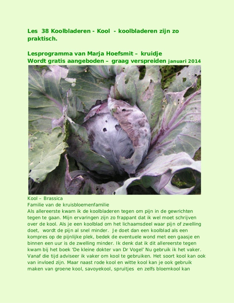 Koolbladeren voor aambeien