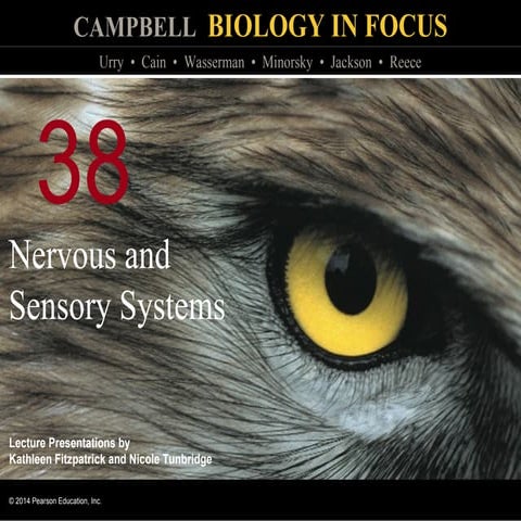 Biology in Focus - Chapter 38