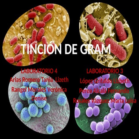 390073142-TINCION-DE-GRAM-laboartorio clinico