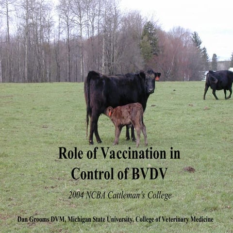 Role of Vaccination in Control of BVDV.ppt