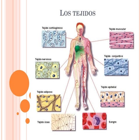 395754192-los-tejidos-ppt.pdfcyxtxtxjgjf