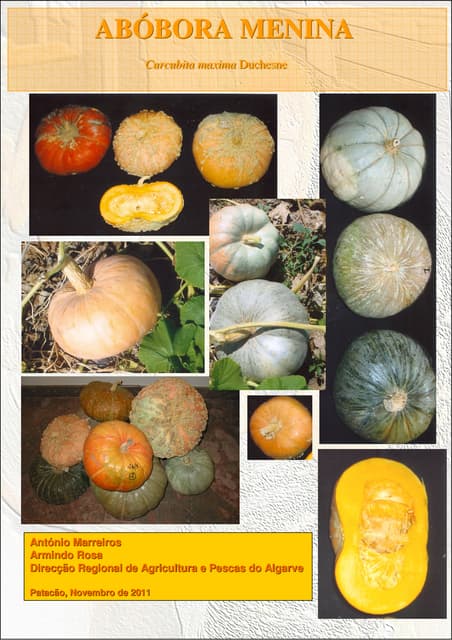 CARACTERIZAÇÃO de ABÓBORA MENINA