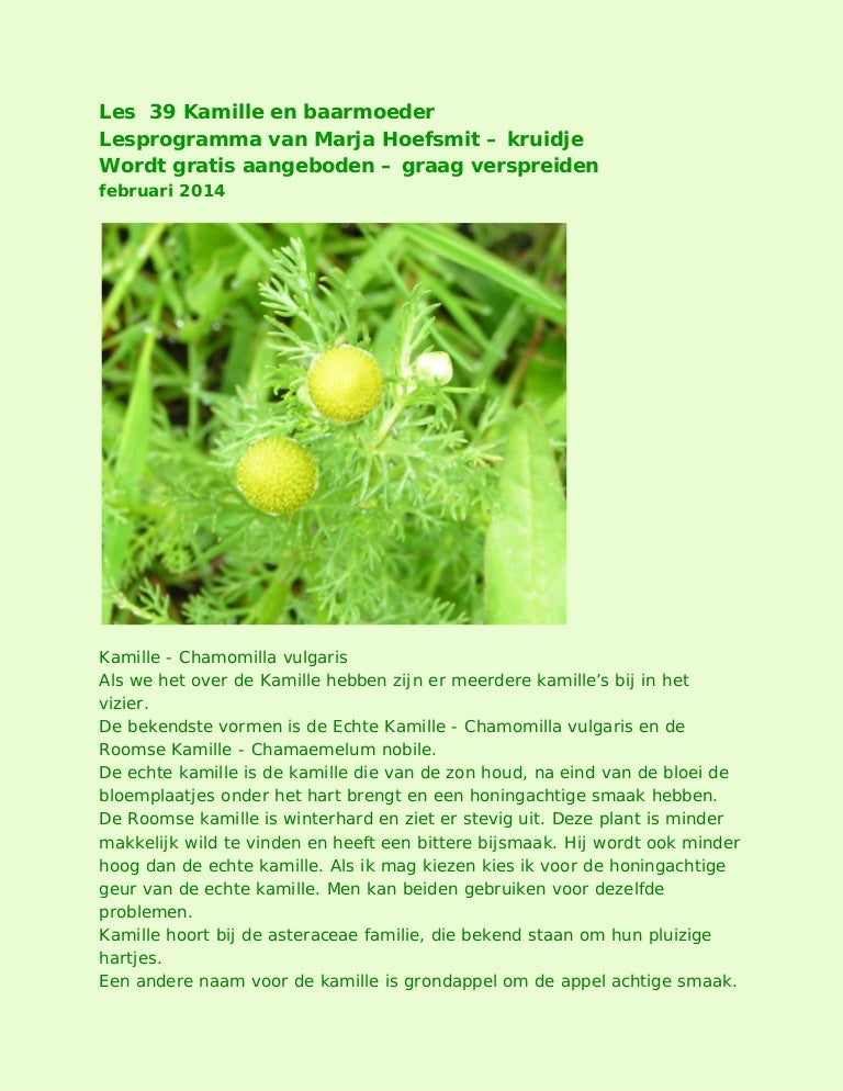 Les 39 Geneeskrachtige Werking Van Kamille
