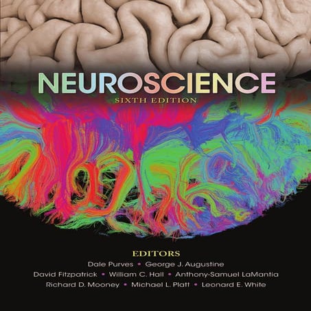 Neuroscience 6th Edition PDF Textbook by Dale Purves