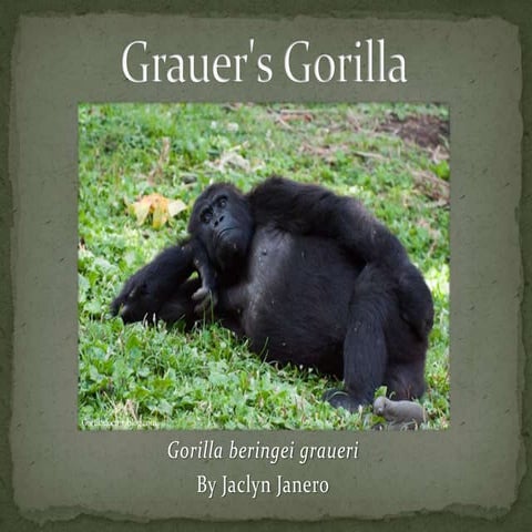 Grauer's Gorilla Presentation