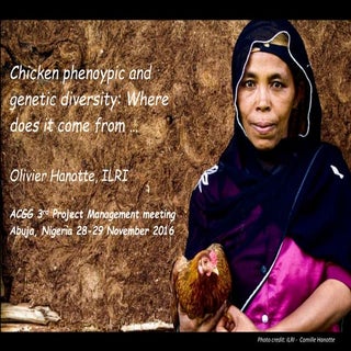 Chicken phenoypic and genetic diver...