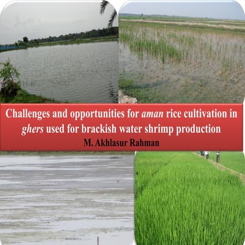 Challenges and opportunities for aman rice cultivation in ghers used for brac...