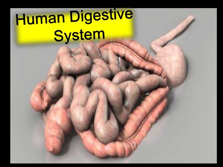 3 animal nutrition -_ppt_lesson_3_edited_2