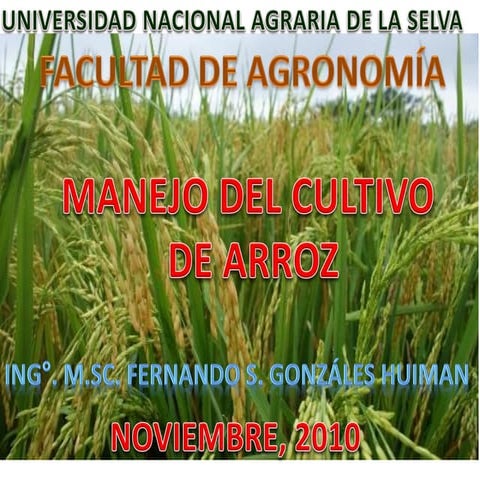 manejo del cultivo de Arroz 2°parte