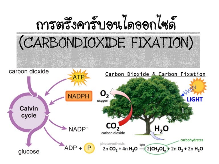 Carbondioxide Fixation