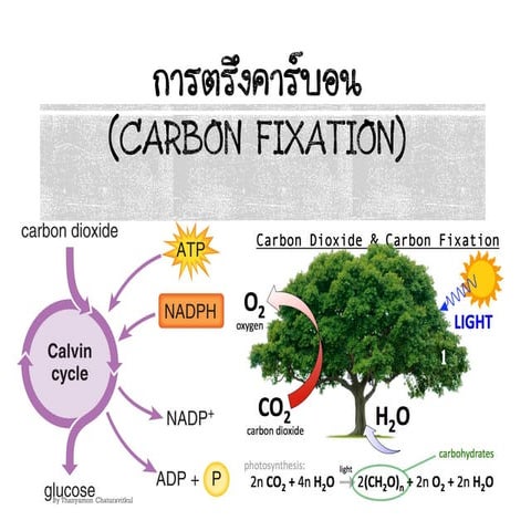 carbon fixation