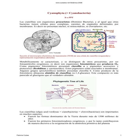 3 cyanophyta texto
