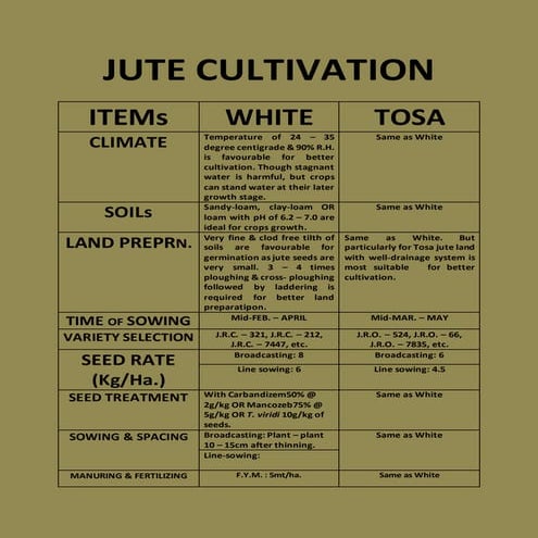 JUTE CULTIVATION