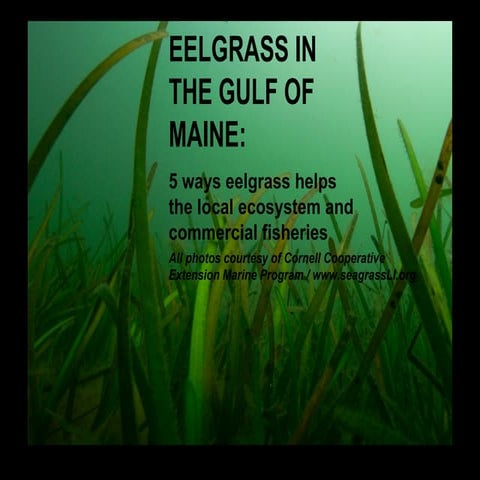3 eelgrass