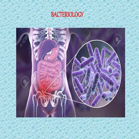 3 Enteric bacteria E.coli Klebsiella-1.pptx