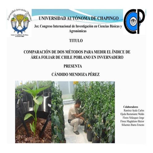 Comparacion de dos metodos para medir el indice de área foliar en el cultivo ...
