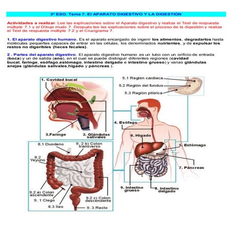 3º eso digestivo