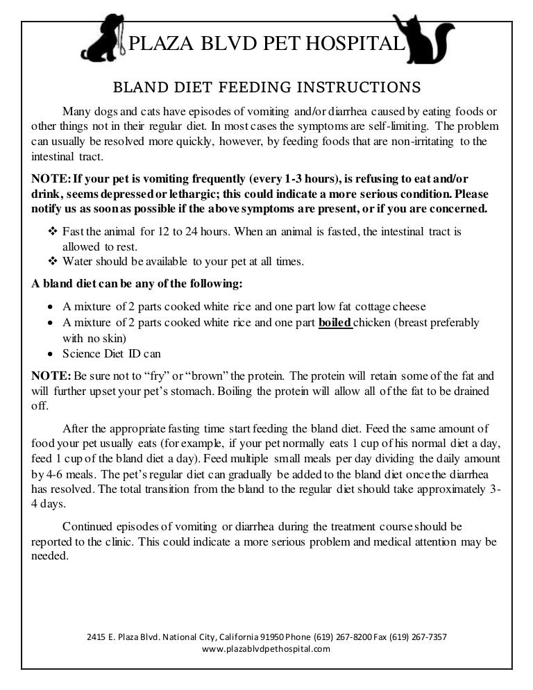 bland diet for kittens