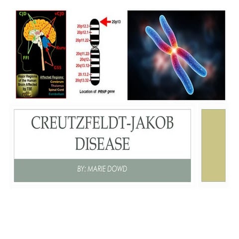 CJD Project final 4.16.15