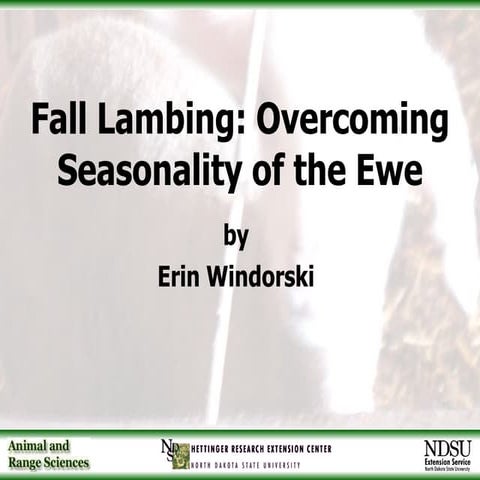 3 Fall Lambing 10 25 06