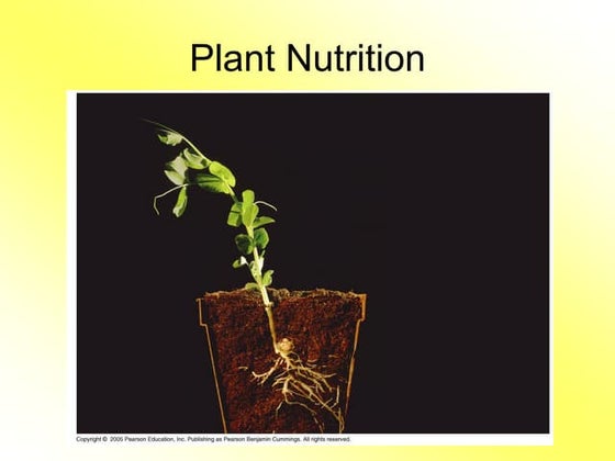 Nutrient Movement in Soils- Nutrient Absorption By Plants Mechanistic ...