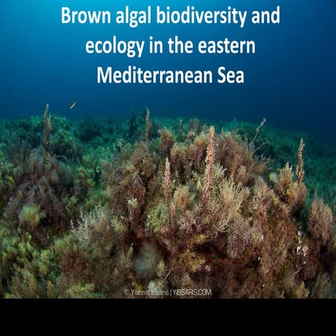 Recent highlights in the exploration of Εast Mediterranean brown algal biodiv...