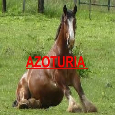 Equine AZOTURIA/ tying up/ rhabdomyolysis.pptx