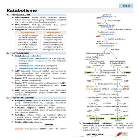 Katabolisme | PDF