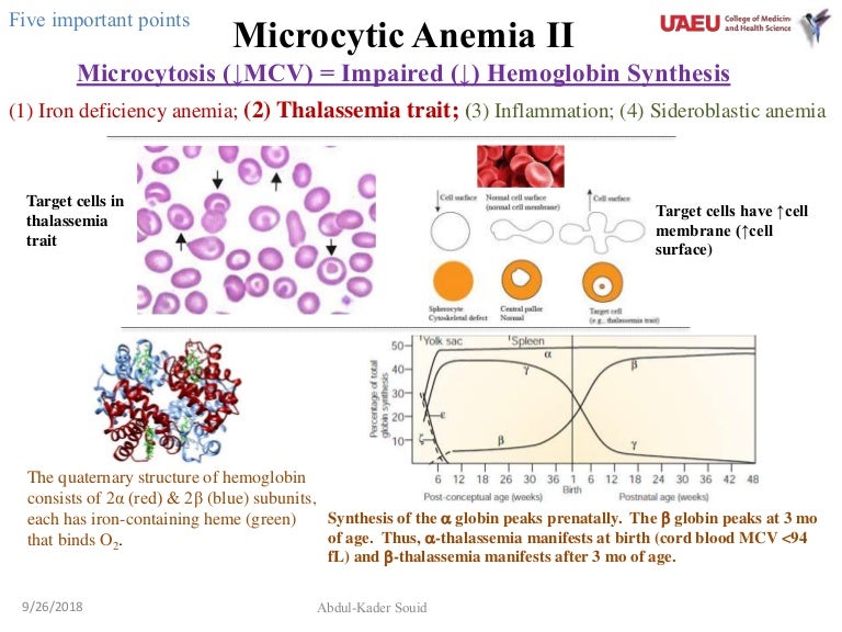 3 Microcytic Anemia Ii thalassemia Trait ppt