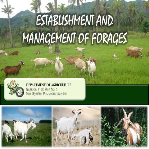 16. forage-crop-original-1.pptx......... | PPTX