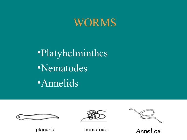 fapte de platyhelminthes phylum papiloma pendulo