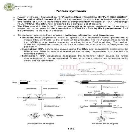 protein synthesis
